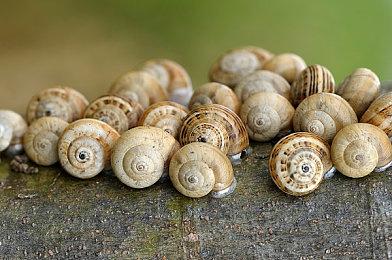 《寂静岭2：重制版》《合金装备：大师合集》国区解锁